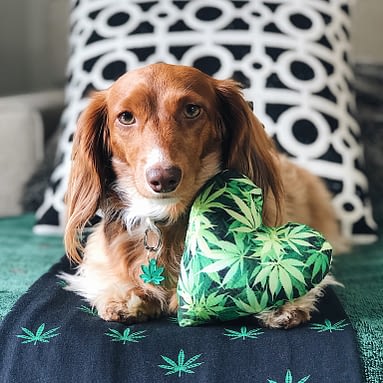 Dogs and Marijuana
