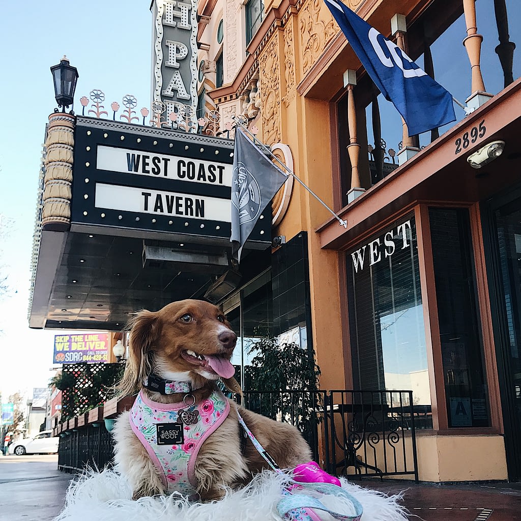 DogFriendly Dining in San Diego