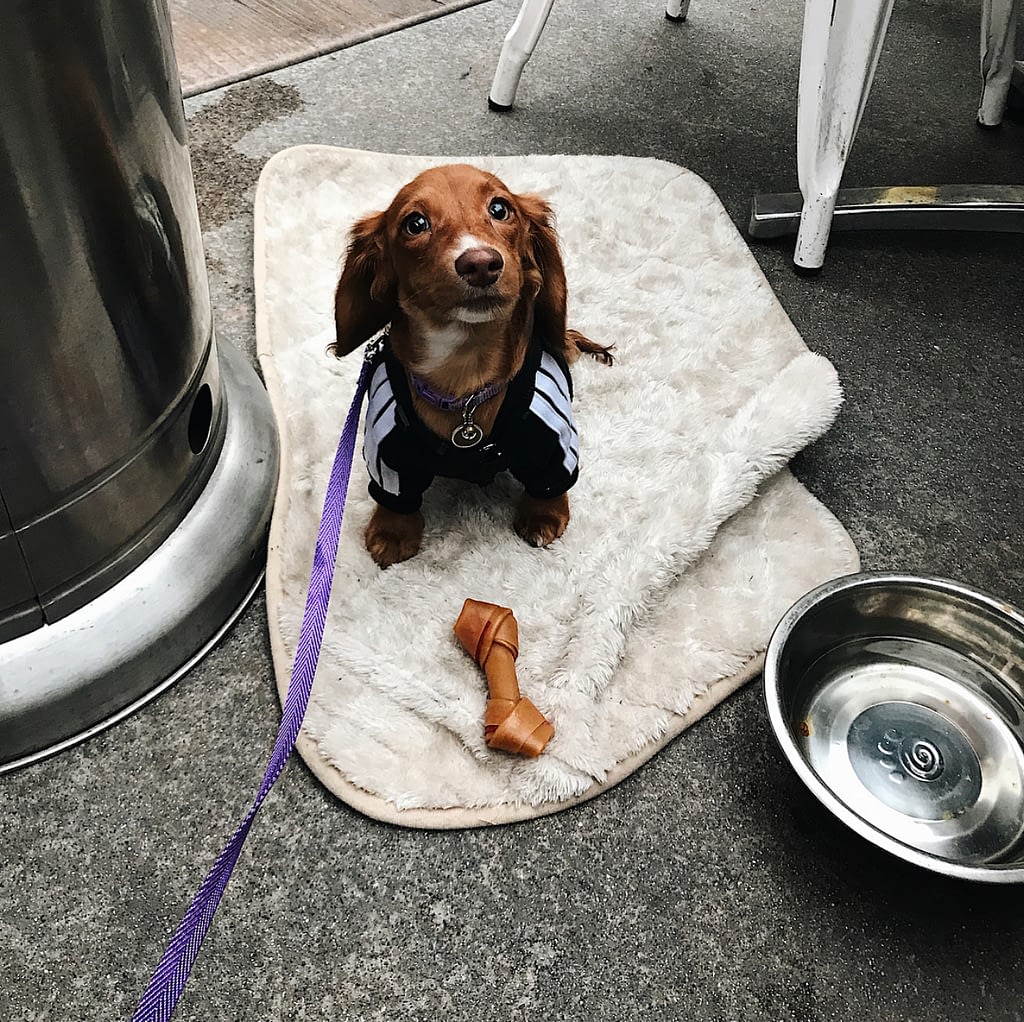 Dog Friendly Dining In San Diego Https www onecentween